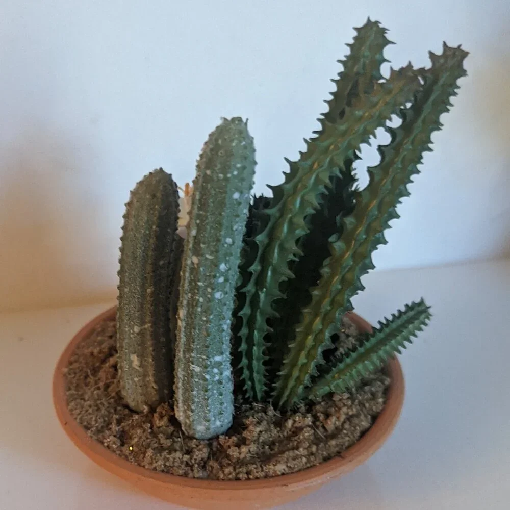 NEW Ashland Faux Multi Cactus Plant Floral Succulent Michael's Desert Summer NWT